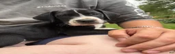 Great Dane dogs for sale: Dozer  - Ad 1