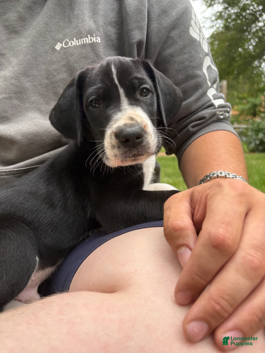 Great Dane dogs for sale: Dozer  - Ad 1