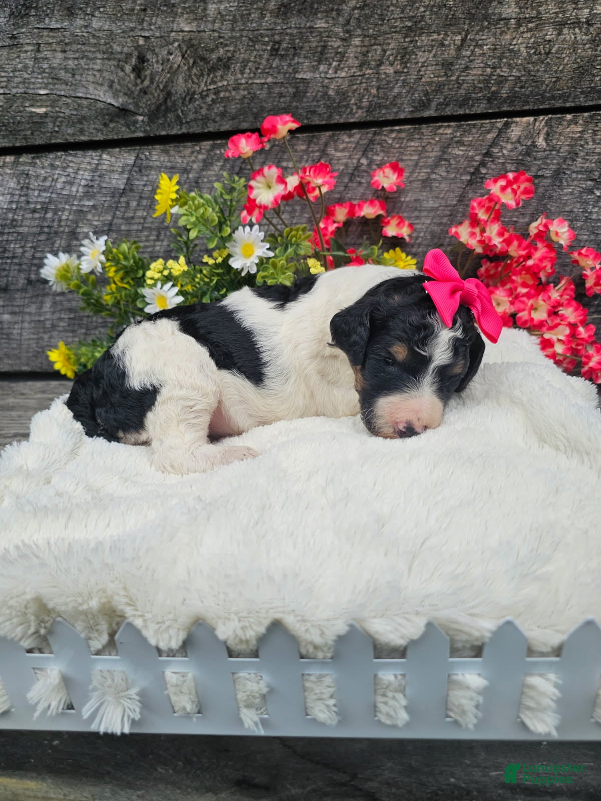 Standard Poodle dogs Zelda - Ad 1