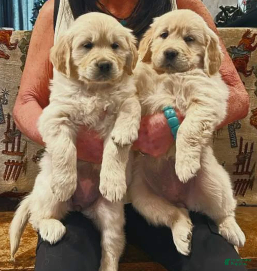 Golden Retriever dogs for sale: Sunny - Ad 6
