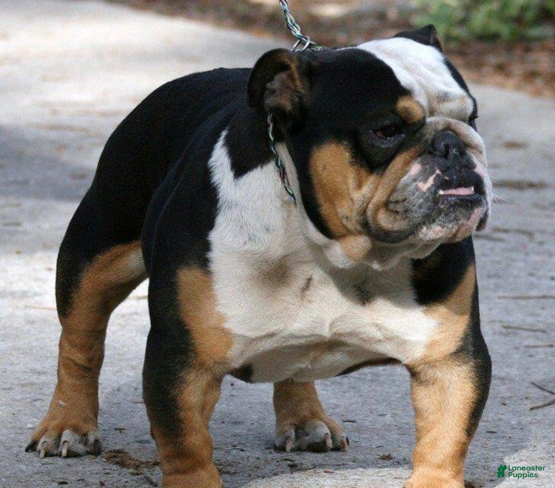 English Bulldog dogs for sale: Angel - Ad 4