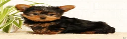 Yorkshire Terrier dogs for sale: Spencer - Ad 4