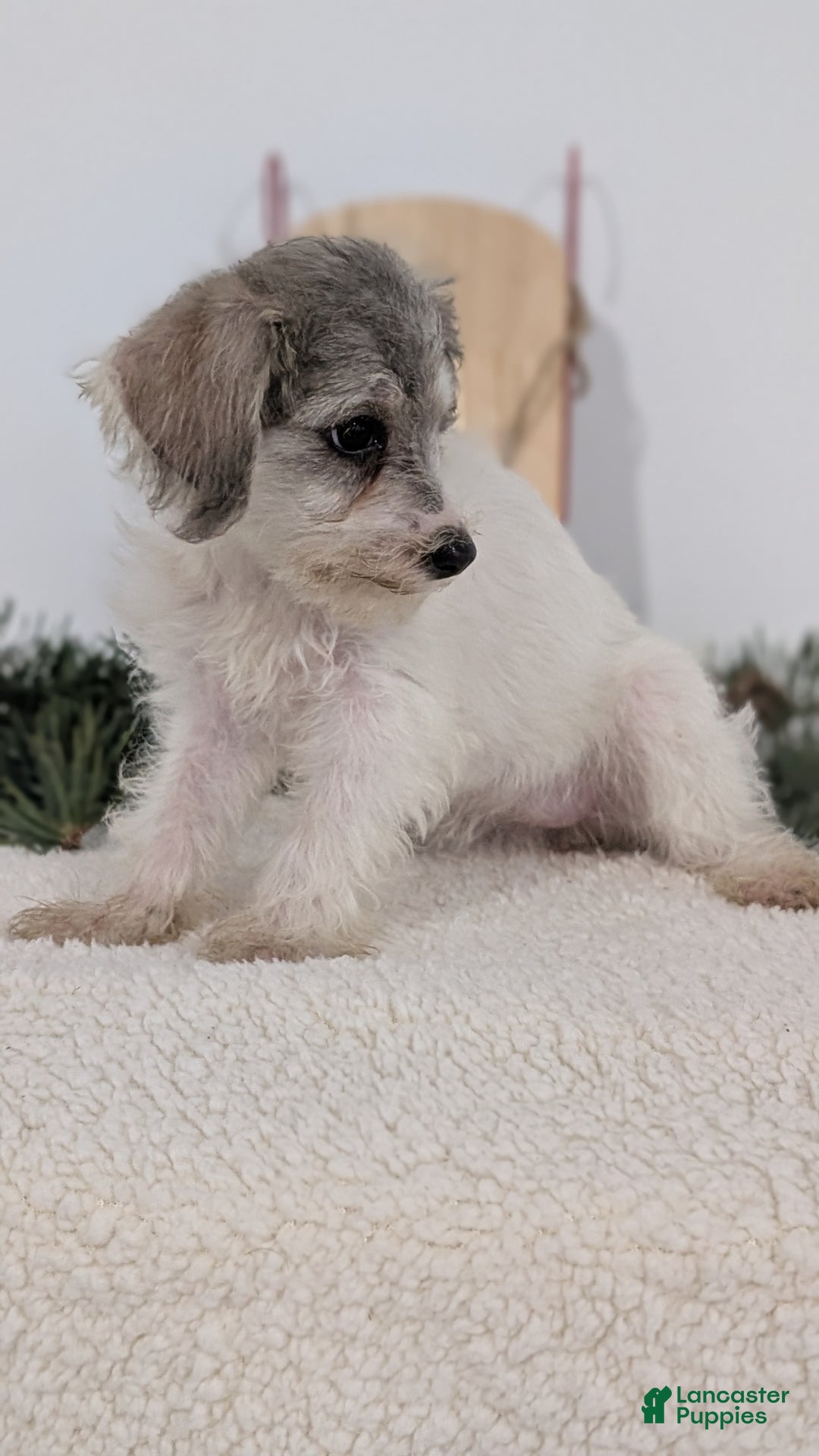 Mixed Breed dogs for sale: Nadia - Ad 9