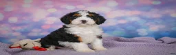 Mini Bernedoodle dogs for sale: Sparky - Ad 3