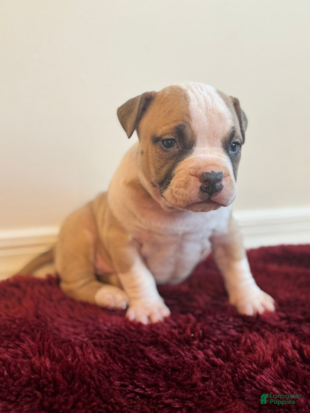 American Bully dogs for sale: Posie - Ad 1
