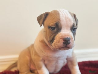 American Bully dogs Posie - Ad 9