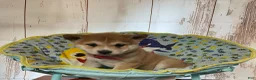 Shiba Inu dogs for sale: Butterfly - Ad 5