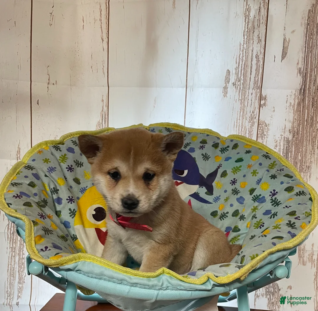 Shiba Inu dogs for sale: Butterfly - Ad 5
