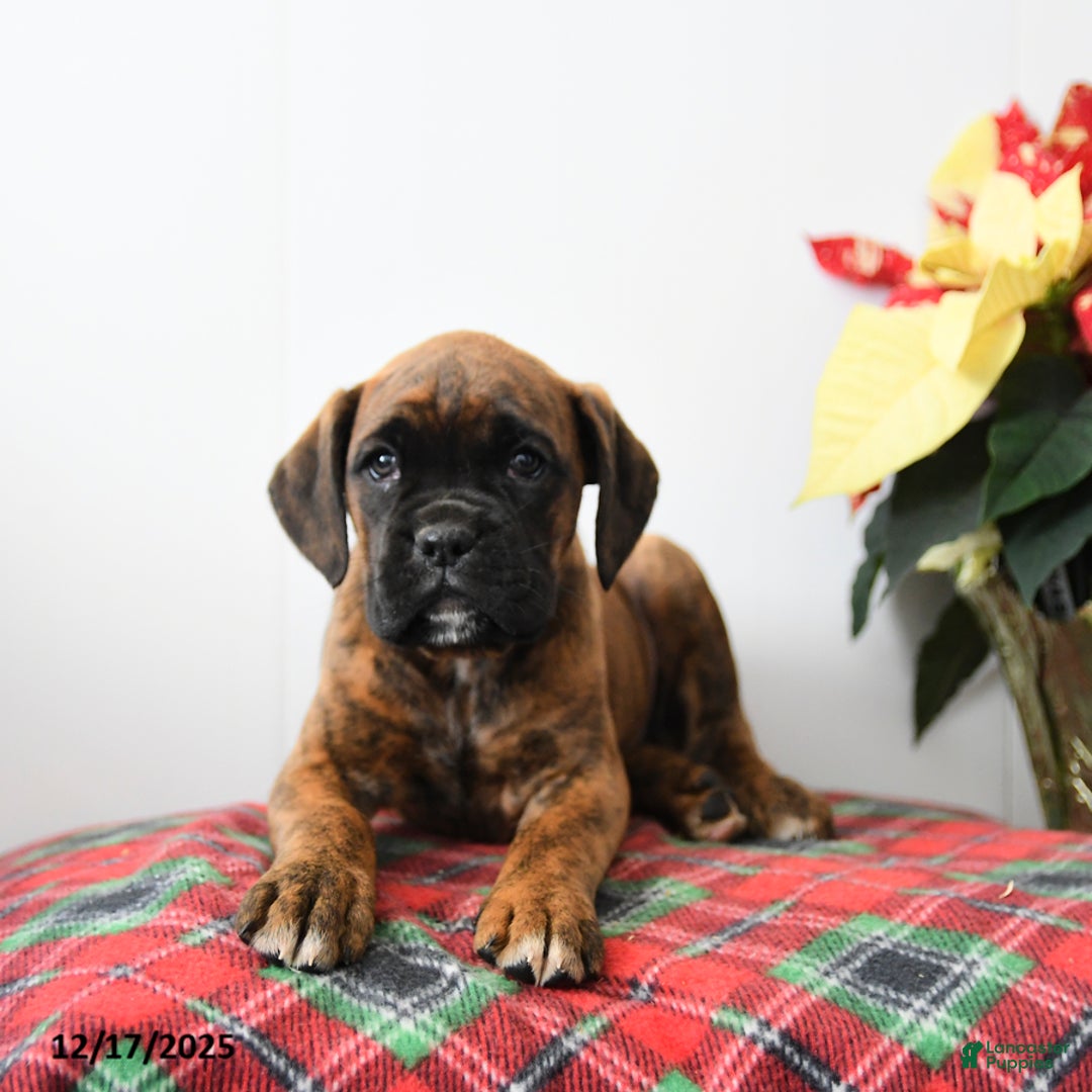 Boxer dogs for sale: Bubbles - Ad 3
