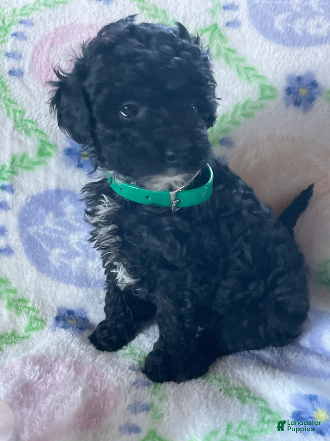 Toy Poodle dogs for sale: Cosmo - Ad 2
