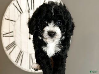 Cavachon dogs Bullseye - Ad 18