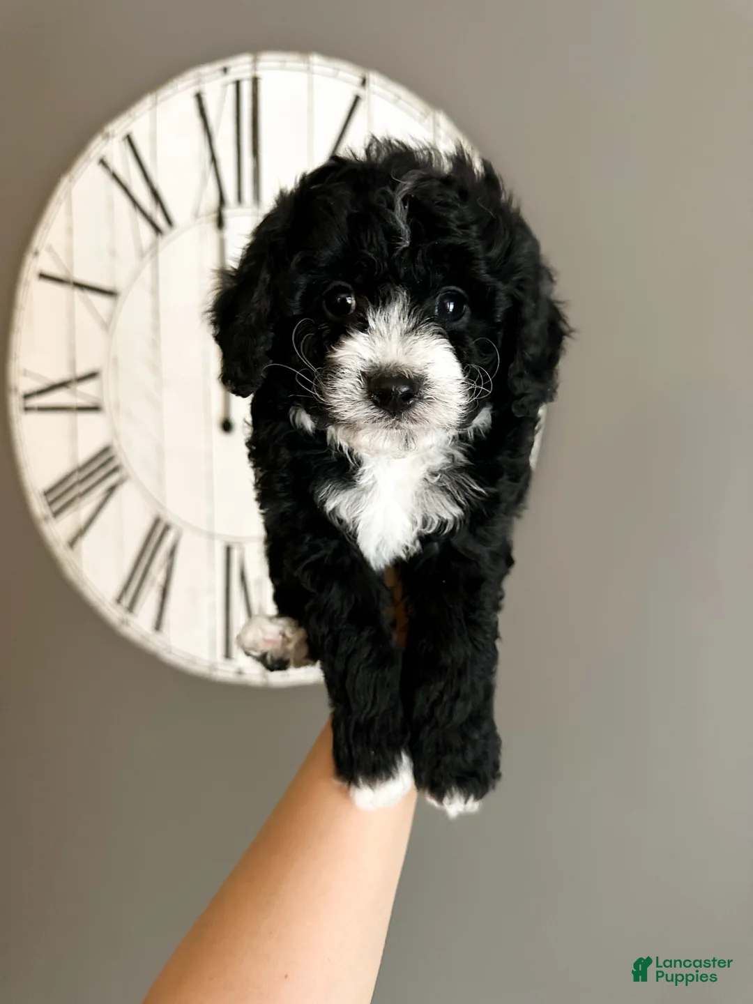 Cavachon dogs for sale: Bullseye - Ad 4