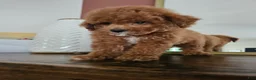 Mini Goldendoodle dogs for sale: Pippin - Ad 2