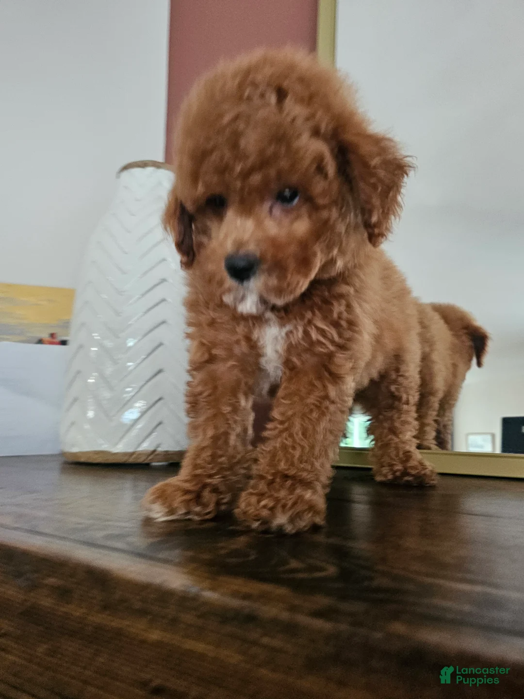 Mini Goldendoodle dogs for sale: Pippin - Ad 2