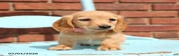 Miniature Dachshund dogs for sale: Lance - Ad 3