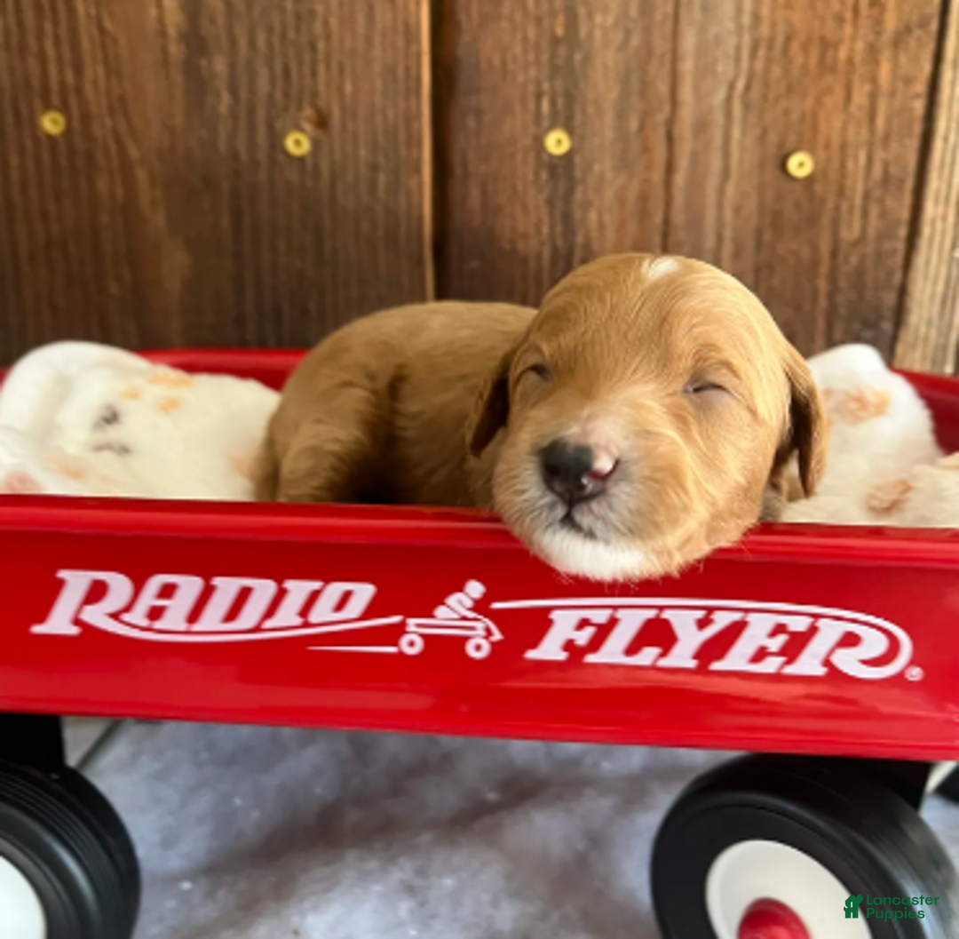 Mini Goldendoodle dogs for sale: Gravy - Ad 2