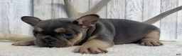 French Bulldog dogs for sale: Mia - Ad 6