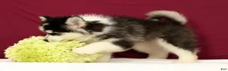 Pomsky dogs for sale: Orlando - Ad 4