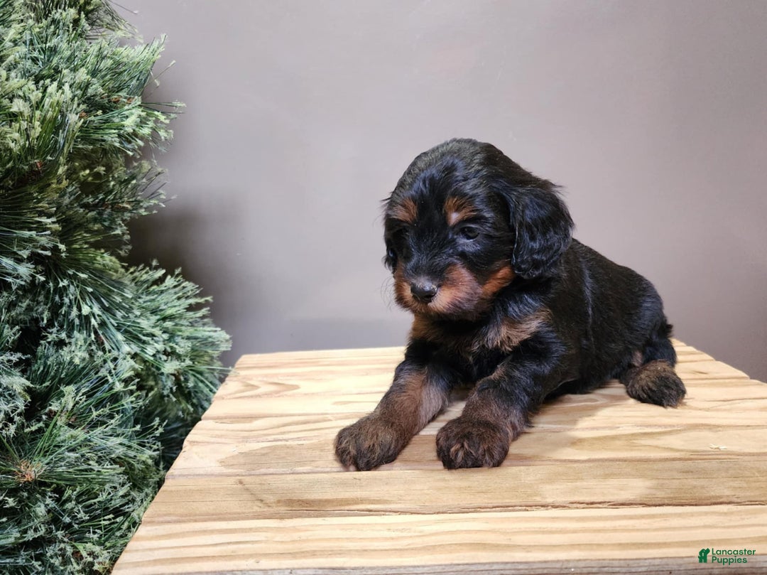 Mini Bernedoodle dogs for sale: Donner - Ad 3