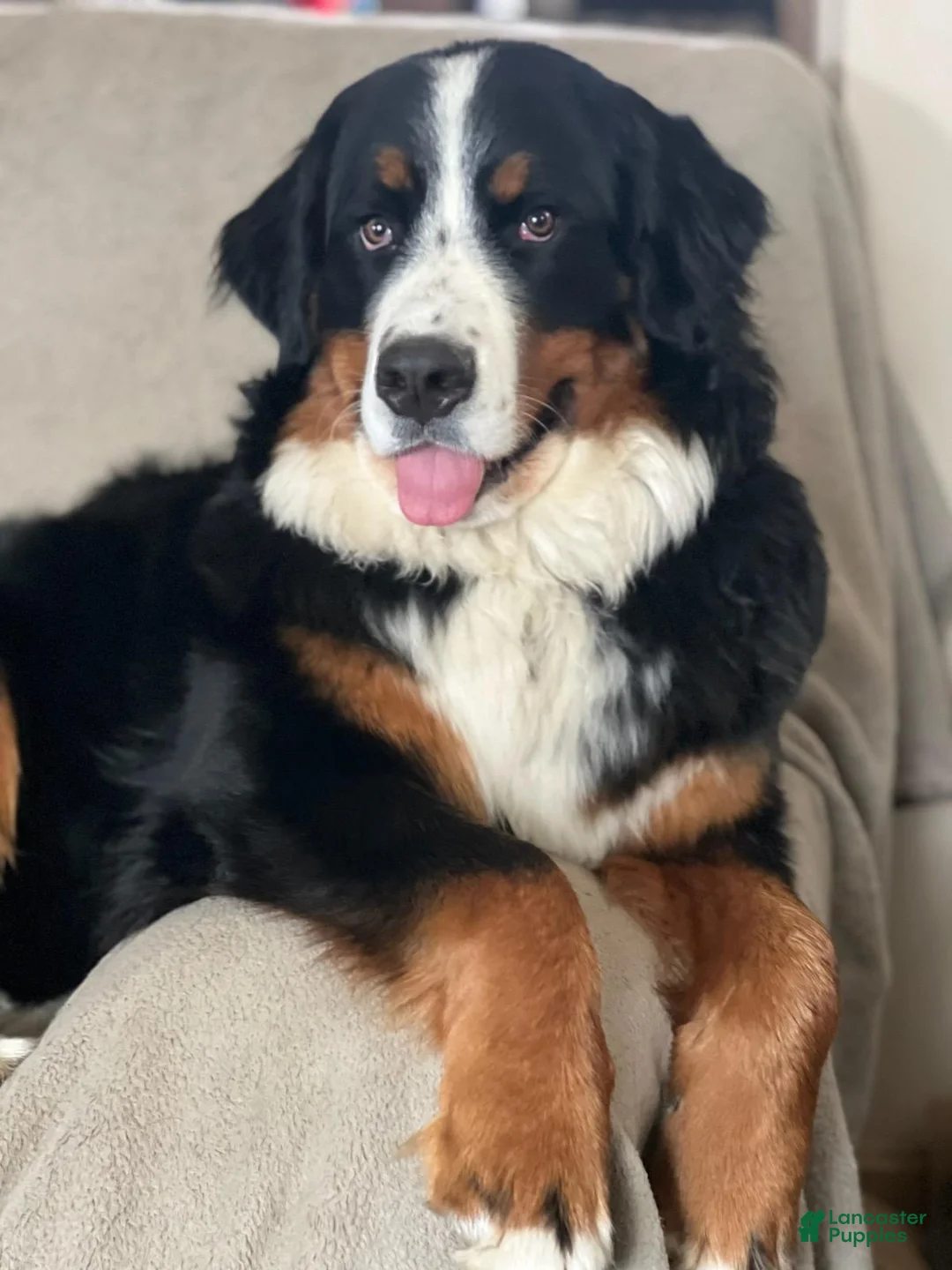 Mixed Breed dogs for sale: Mixed Breed Puppy 8 - Ad 2