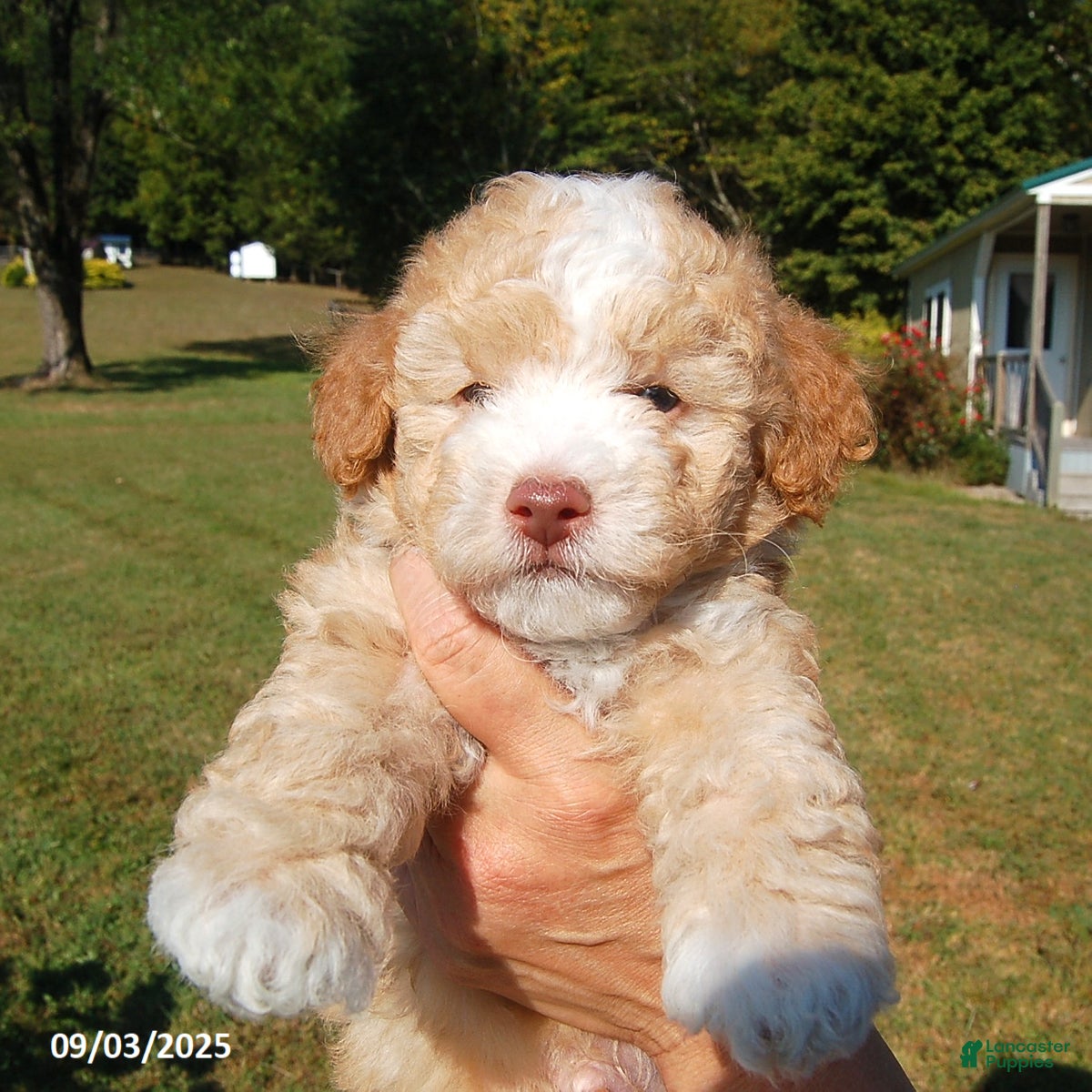 Toy Poodle dogs Blaze - Ad 18