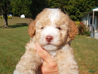 Toy Poodle dogs Blaze - Ad 4