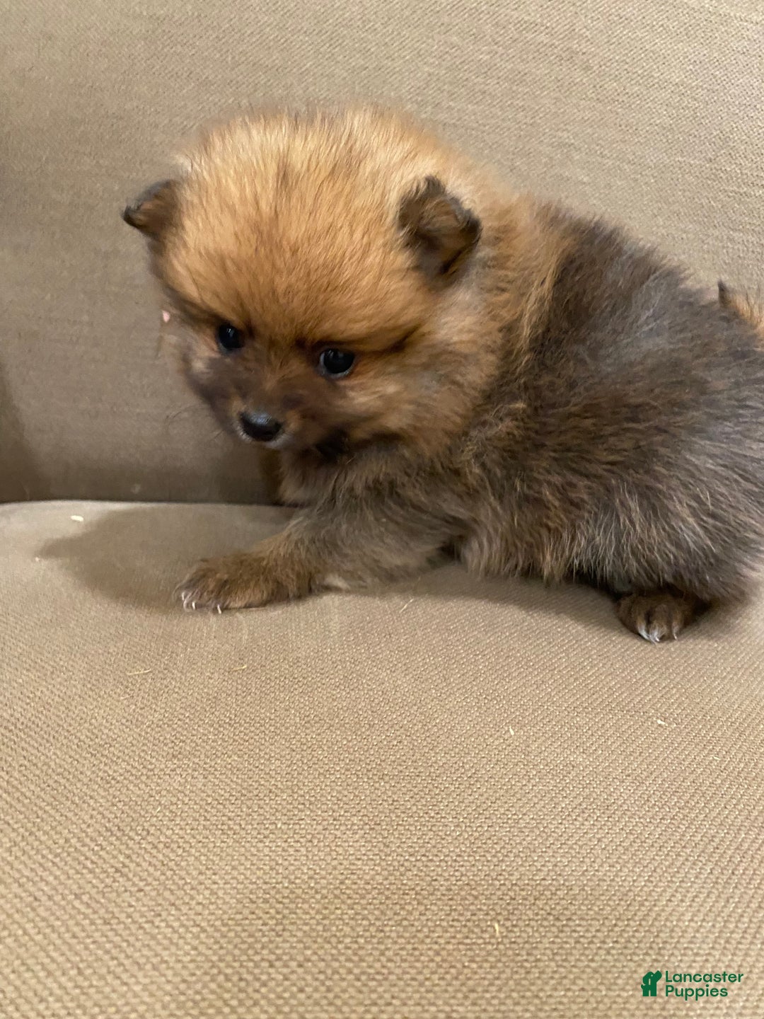 Pomeranian dogs for sale: Pumpernickel - Ad 1