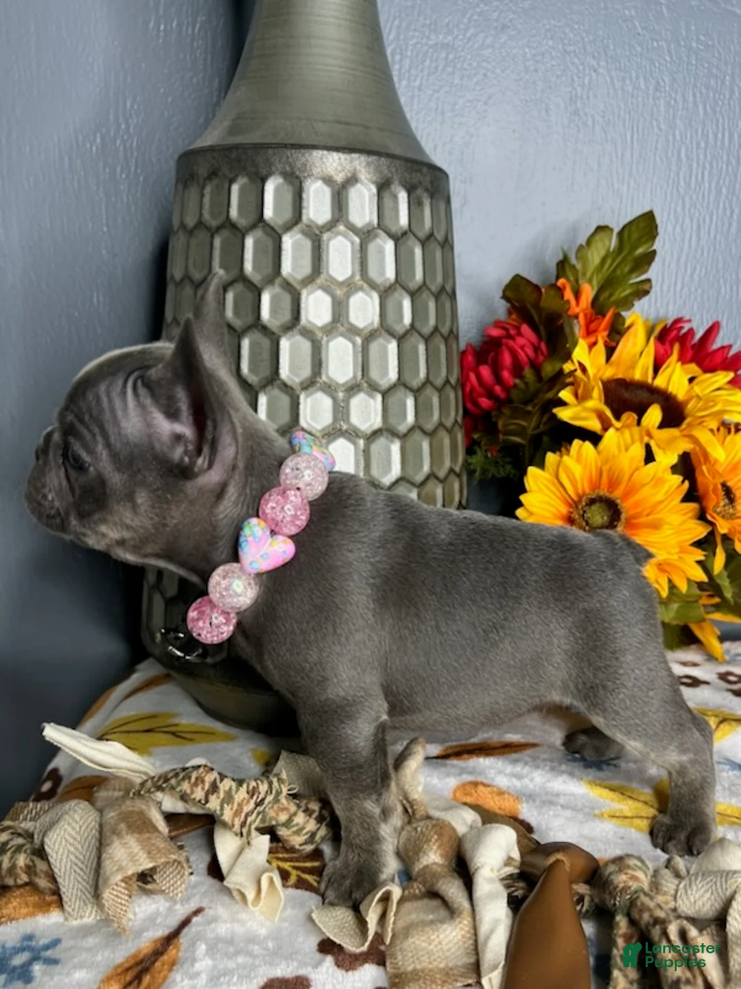 French Bulldog dogs for sale: Blue & Tan Girl - Ad 2