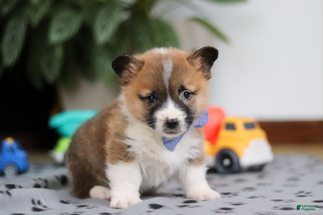 Welsh Corgi Pembroke dogs for sale: Arthur - Ad 3