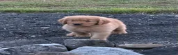 Golden Retriever dogs for sale: Huck - Ad 6