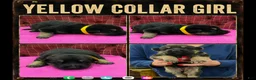 German Shepherd dogs for sale: German Shepherd Puppy 7 - Ad 1