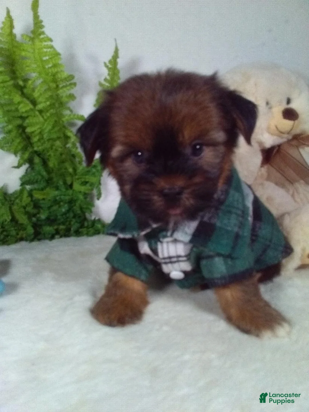 Shorkie dogs for sale: Gunner - Ad 2