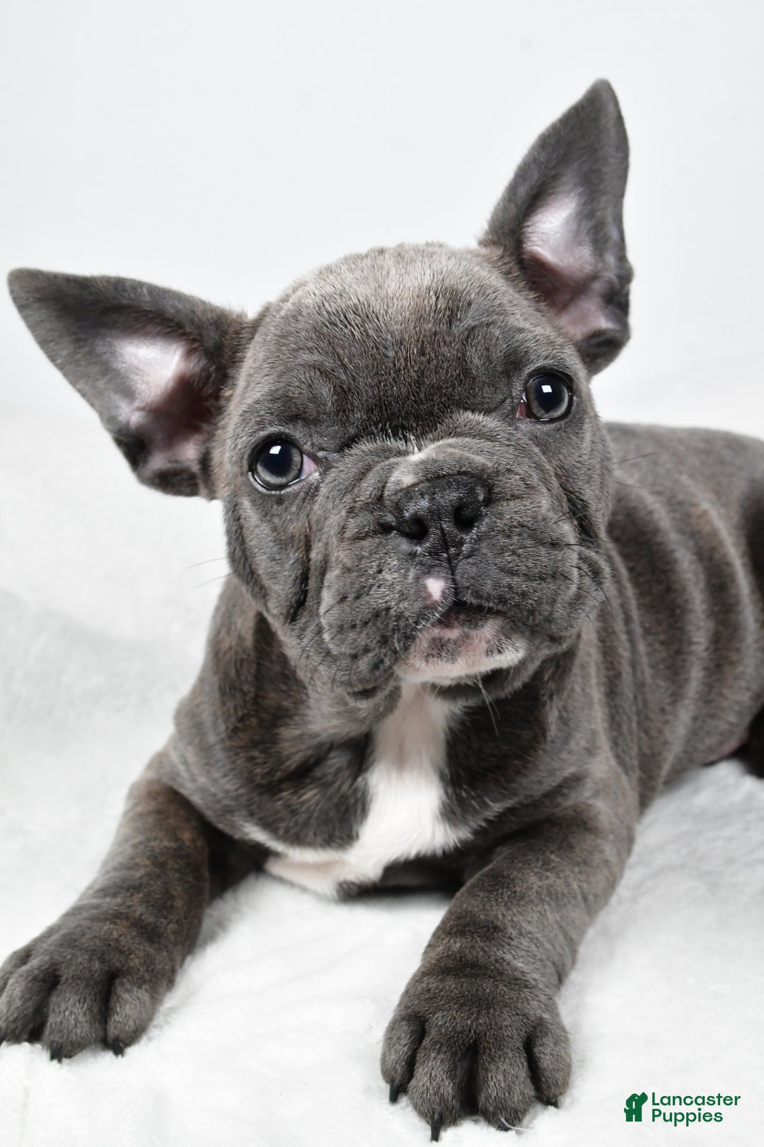 Mixed Breed dogs for sale: Reuben - Ad 6