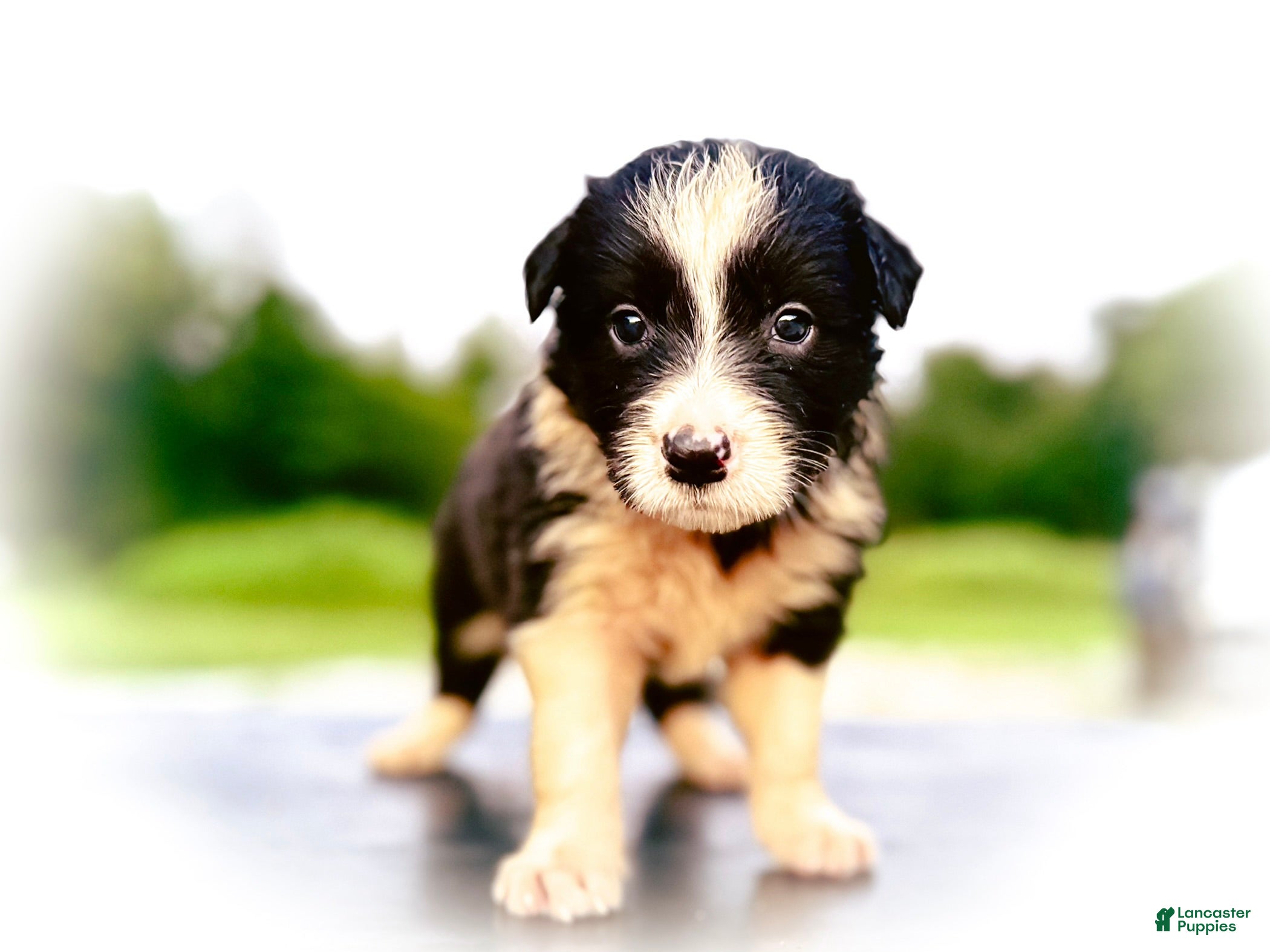 Border Collie dogs N?ght - Ad 28