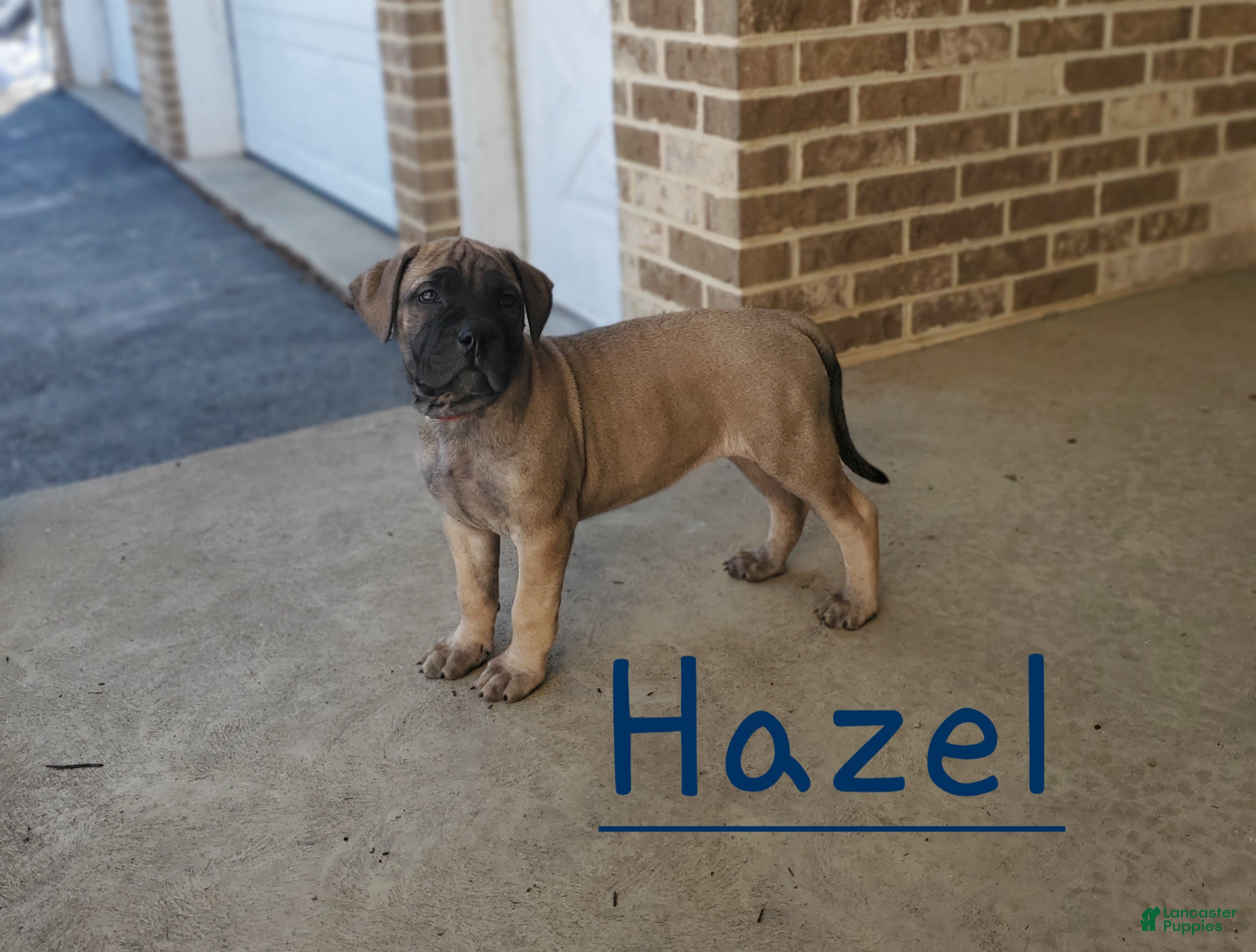 Bullmastiff dogs Hazel - Ad 5