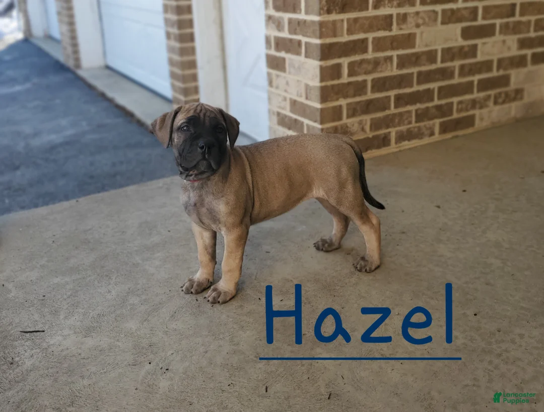 Bullmastiff dogs for sale: Hazel - Ad 1