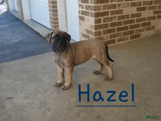 Bullmastiff dogs Hazel - Ad 5