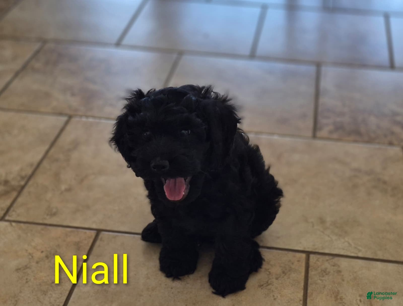 Cockapoo dogs Niall - Ad 1