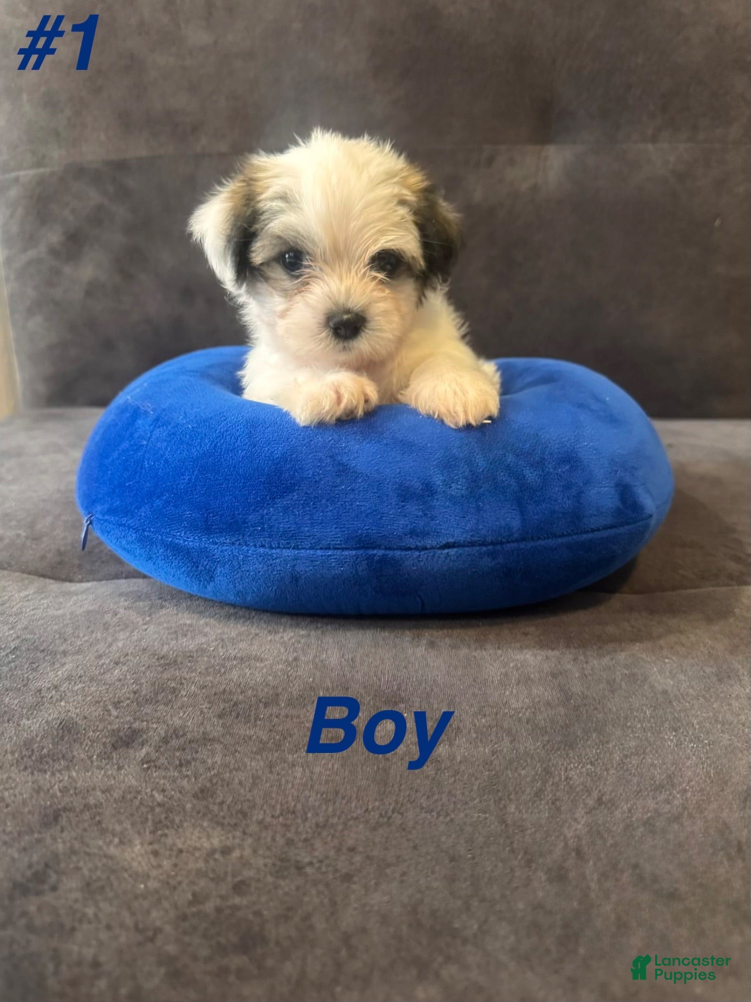 Shih Tzu dogs Shih Tzu 1 - Ad 10