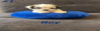 Shih Tzu 1