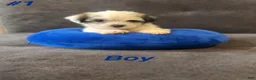 Shih Tzu dogs for sale: Shih Tzu 1 - Ad 1