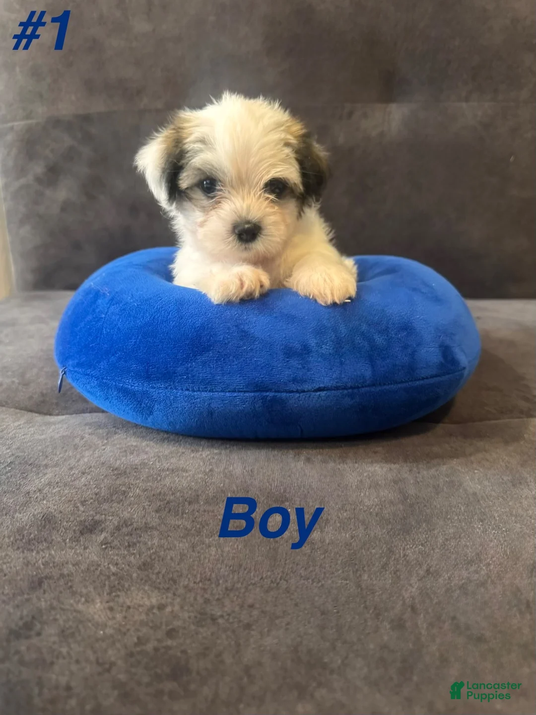 Shih Tzu dogs for sale: Shih Tzu 1 - Ad 1