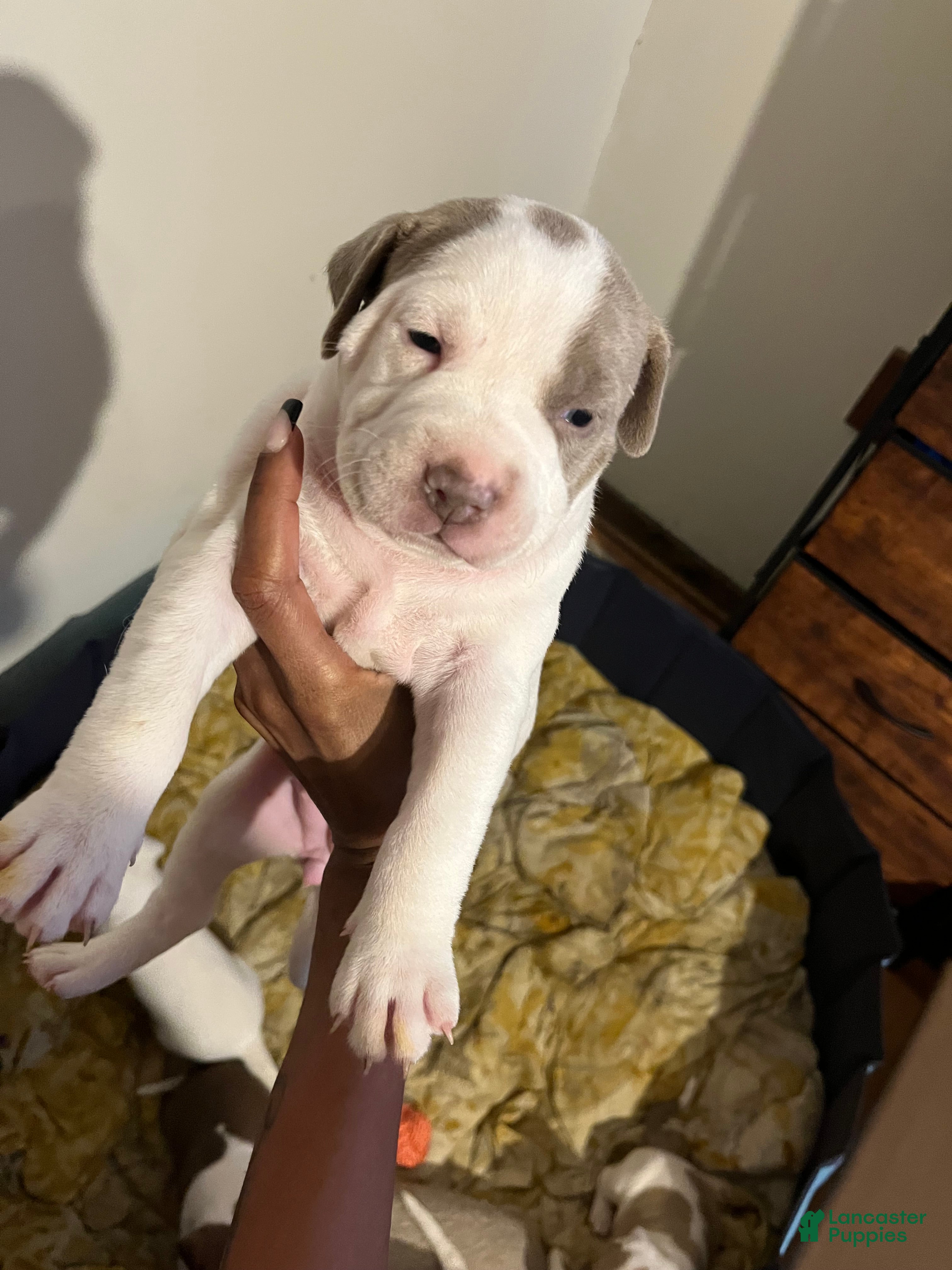 American Bully dogs American Bully Puppy 5 - Ad 2
