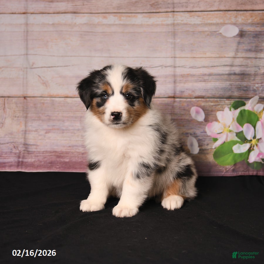 Miniature Australian Shepherd dogs Tilly - Ad 1