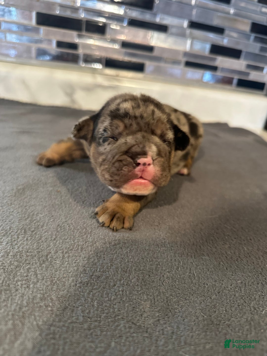 English Bulldog dogs for sale: Black Merle Boy  - Ad 2