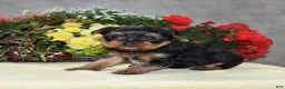 Yorkshire Terrier dogs for sale: Cash - Ad 3