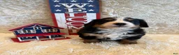 Bernese Mountain Dog dogs for sale: Hannah - Ad 4