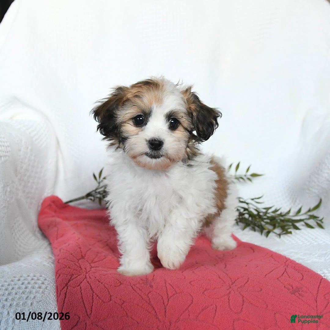 Teddy Bear dogs for sale: May   - Ad 3