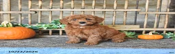 Mini Goldendoodle dogs for sale: Beverly - Ad 1