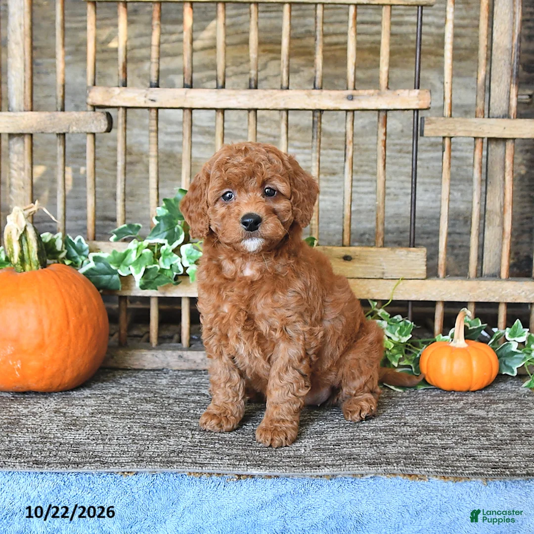 Mini Goldendoodle dogs for sale: Beverly - Ad 1